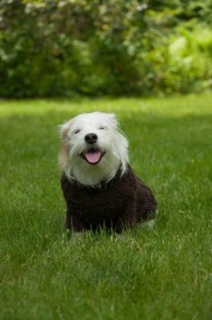 Pure Baby Alpaca Dog Sweater
