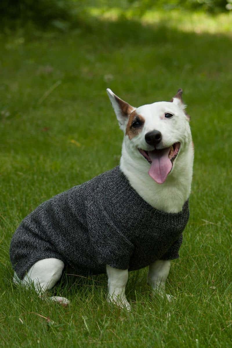 Pure Baby Alpaca Dog Sweater