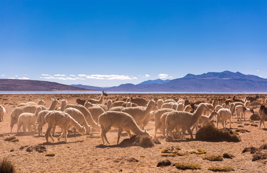 Mt. Caesar Alpacas Has Practiced Sustainability Since Our Inception In 2005 Mt. Caesar Alpacas Has Practiced Sustainability Since Our Inception In 2005