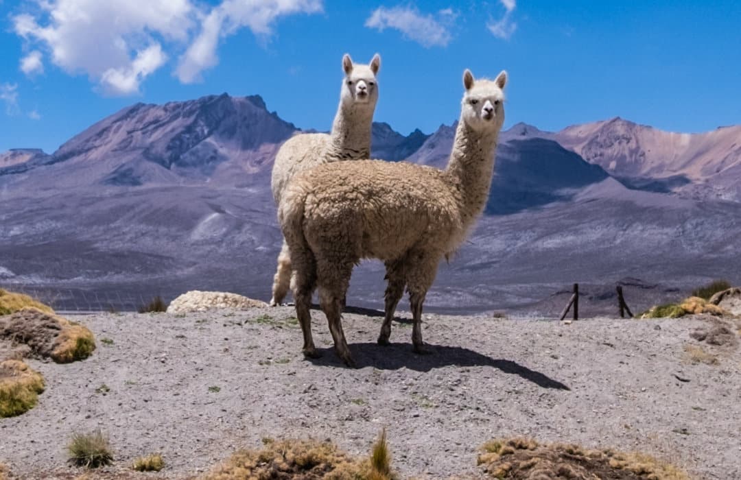 Since Our Inception In 2005, Mt. Caesar Alpacas Has Practiced Sustainability Since Our Inception In 2005, Mt. Caesar Alpacas Has Practiced Sustainability