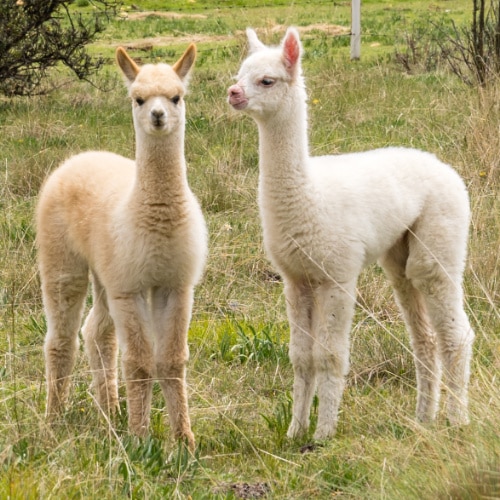 Two Baby Alpacas
